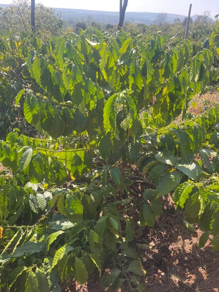 Farm 5 sào tại Xã Ia Phìn, Huyện Chư Prông, 1.45 tỷ - Đầu tư sinh lời ngay!