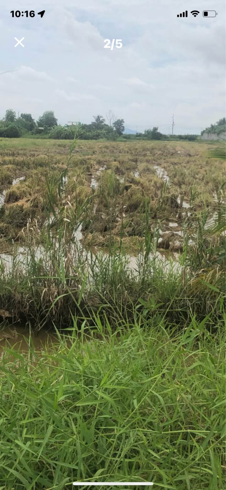 Đất Farm 90.000m² mặt tiền đường Võ Trường Toản - Giá 9 tỷ, đầu tư sinh lời!