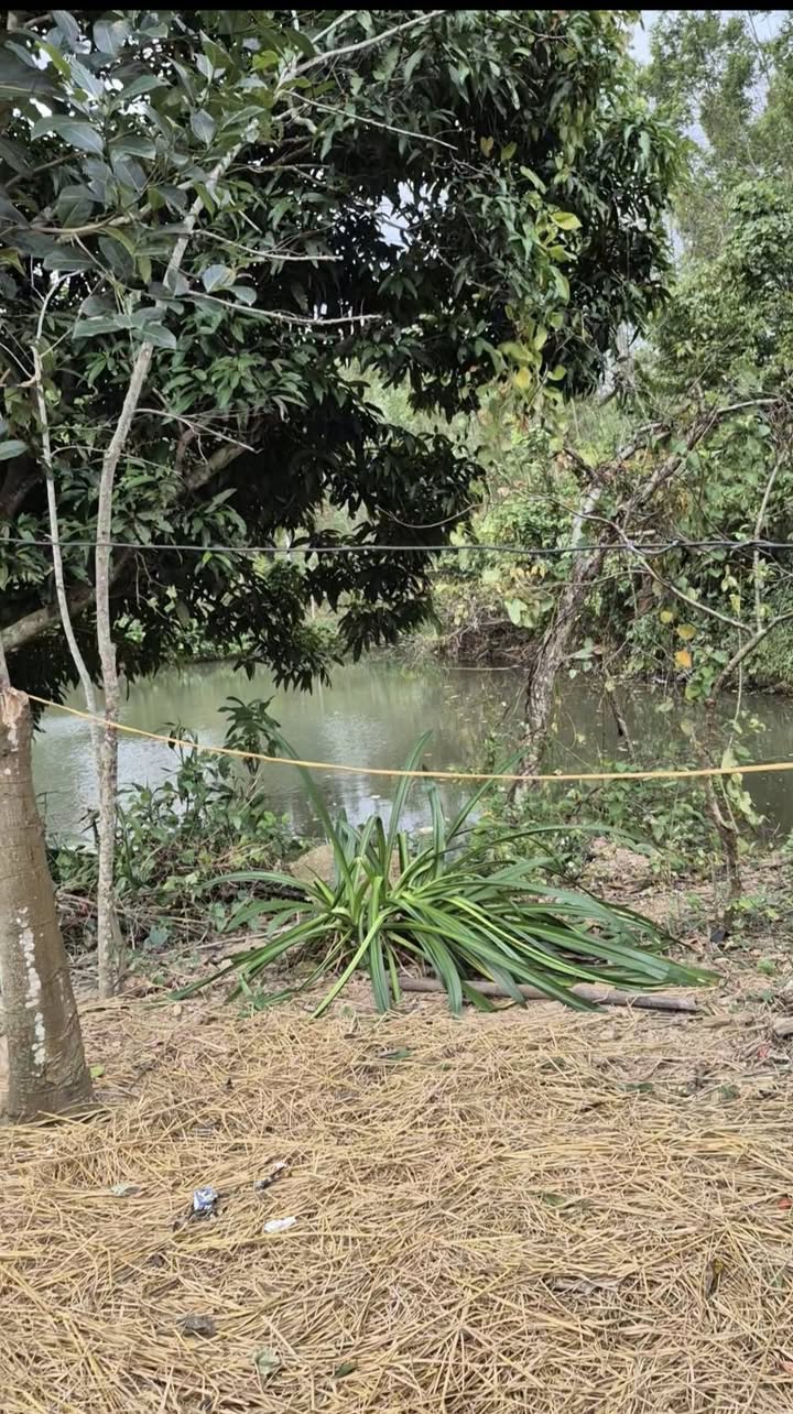 Đất farm 6000m² tại Xã Trừ Văn Thố, Bàu Bàng - Tiềm năng lớn cho nghỉ dưỡng