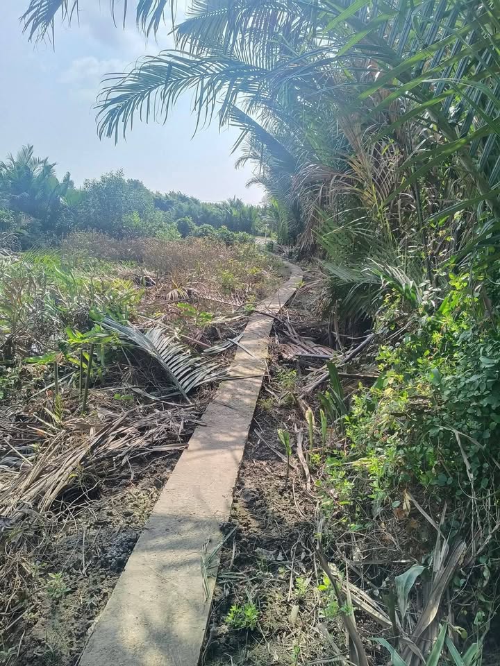 Đất nông nghiệp Ấp Lăng, Xã Tân Tập, 1174m² giá 320 triệu - Cơ hội đầu tư tuyệt vời!