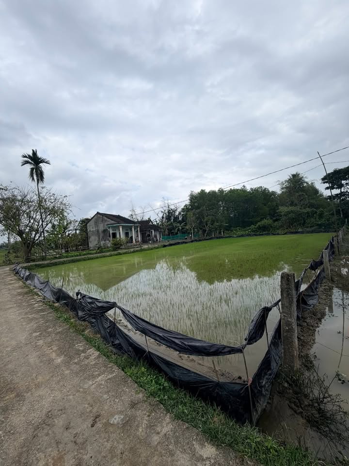 Đất vườn Bình Tú, Thăng Bình 620m² giá chỉ 800 triệu - Pháp lý đầy đủ!