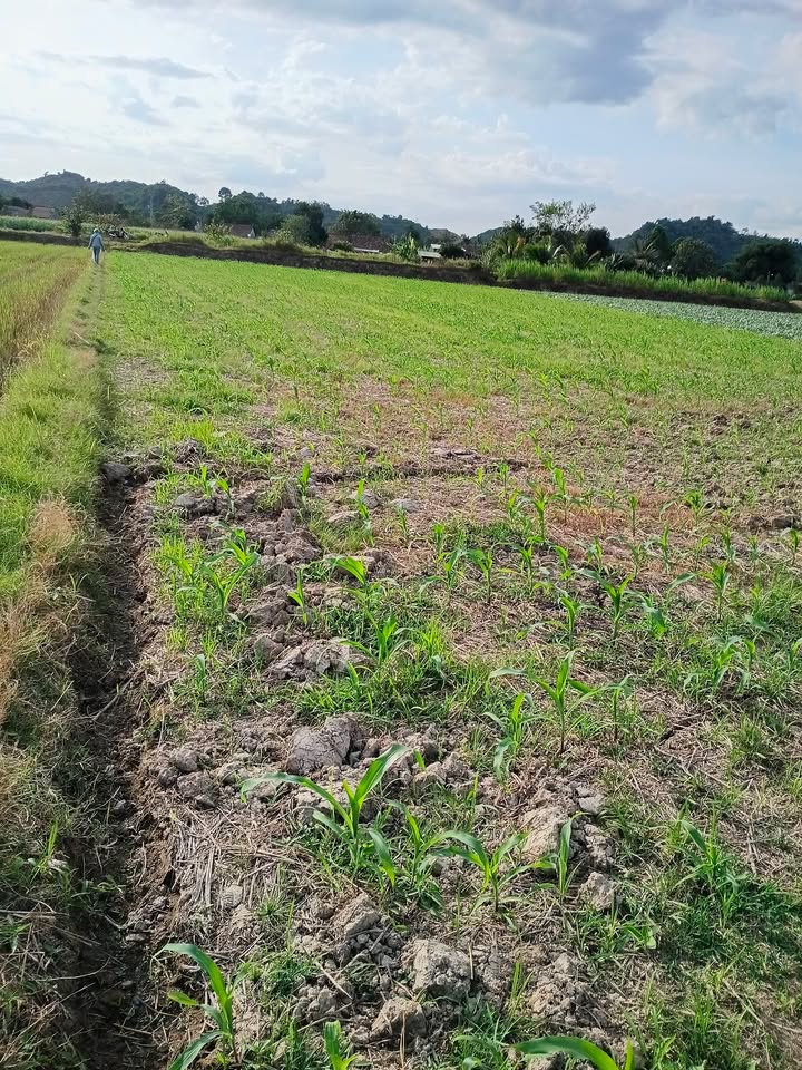 Lô đất 720m² tại Đạ Lây, Lâm Đồng giá 450 triệu - Cơ hội đầu tư hấp dẫn!