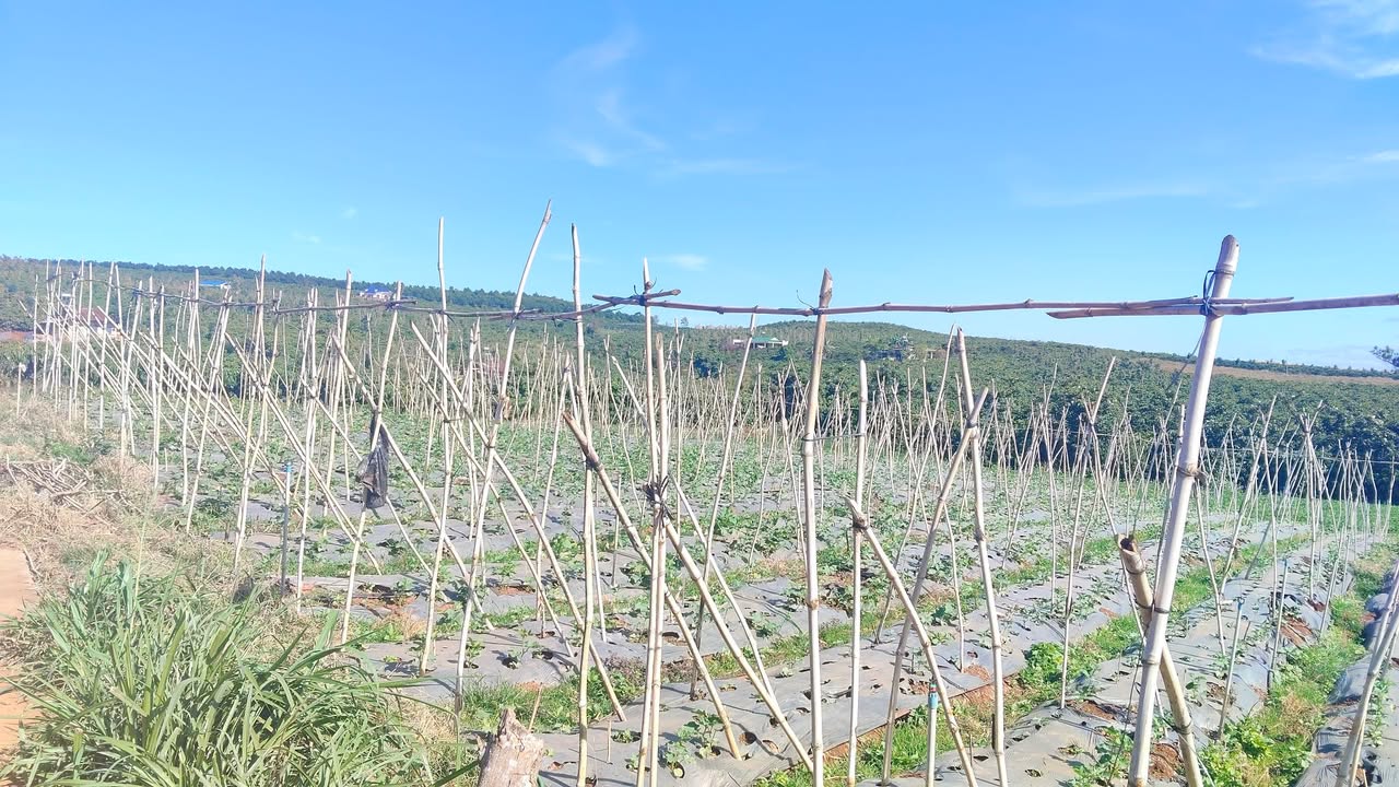 Đất nền Xã Tân Hà, Huyện Lâm Hà 1470m² giá 1.2 tỷ - Cơ hội đầu tư hấp dẫn!