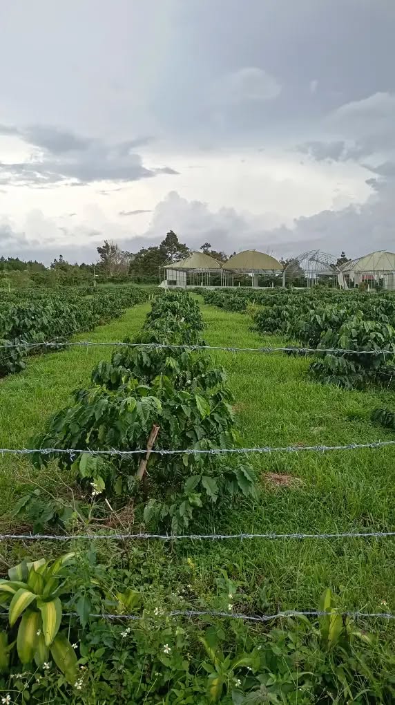 Đất nền Bảo Lộc 528m² giá 1.2 tỷ - Nằm trong khu dân cư đông đúc