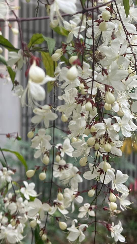 FrontHouse tại Hoài Đức 50m² giá 5 tỷ - Ô tô vào tận nhà!