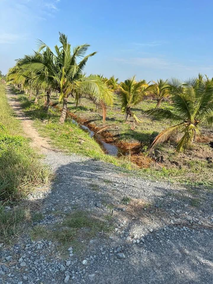 Đất vườn Tân Thành Thủ Thừa 1500m² chỉ 1.17 tỷ - Mặt tiền đẹp, đầu tư sinh lời!