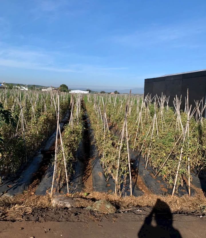 Lô đất thổ cư 72m² tại khu hành chính mới Đức Trọng giá 1.05 tỷ - Cơ hội đầu tư hấp dẫn!