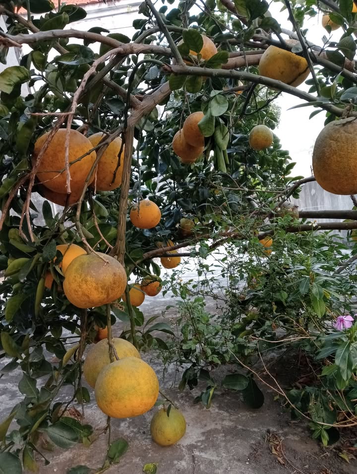 Đất thổ cư 1190m² mặt tiền đường nhựa tại Đắk Hòa - Giá hấp dẫn chỉ 9.8 tỷ