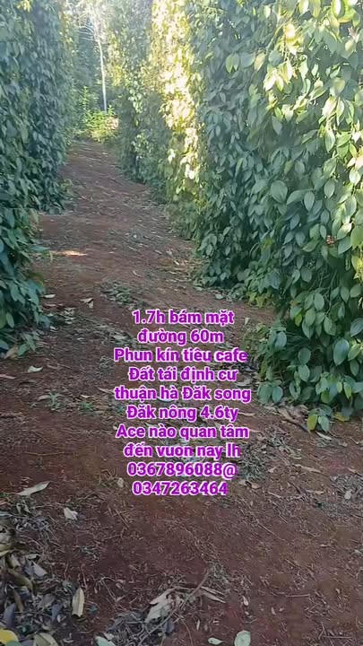 Đất tái định cư xã Thuận Hạnh, huyện Đắk Song 17.000m² giá 4.6 tỷ - Cơ hội đầu tư hấp dẫn!