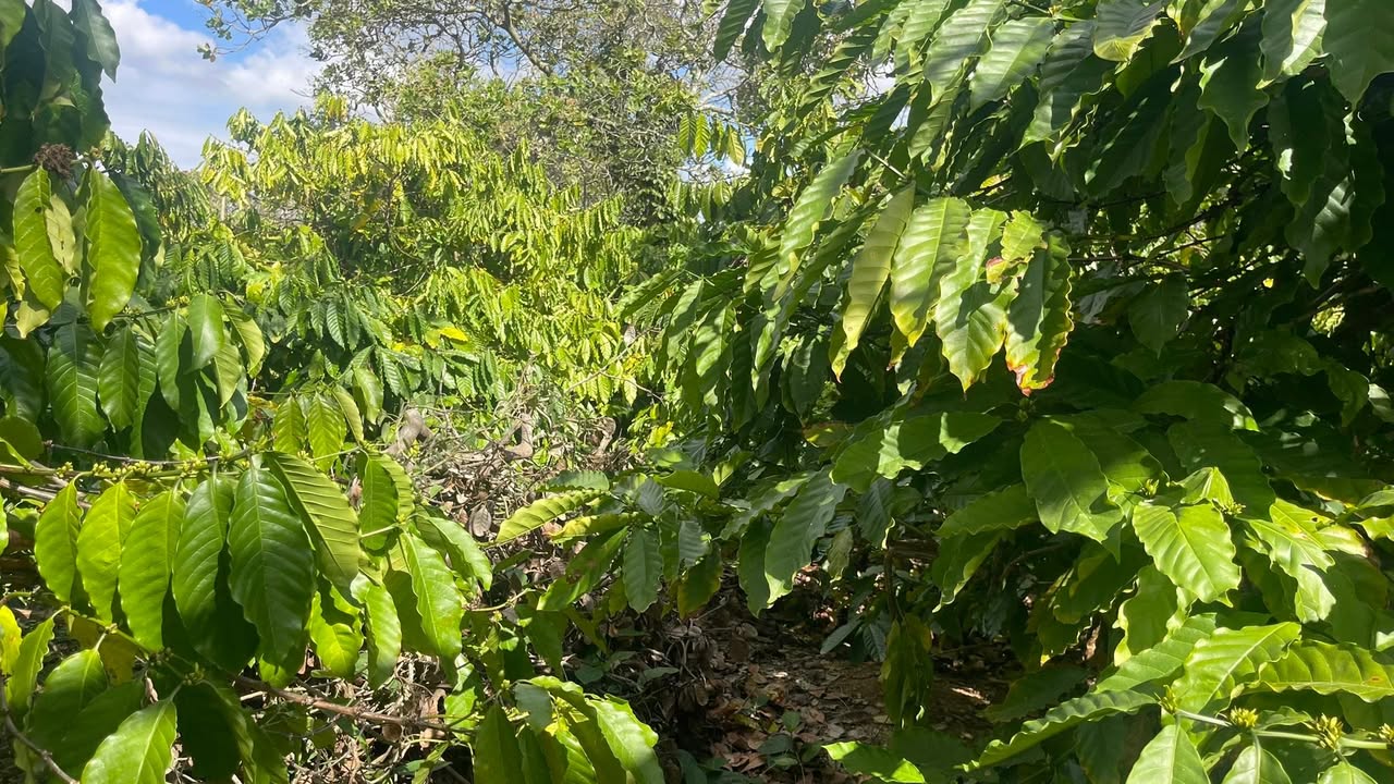 Farm Đắk Drô 13,000m² giá 1.5 tỷ - Cơ hội đầu tư tuyệt vời!