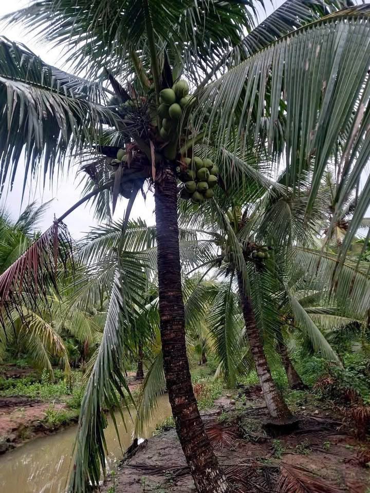 Đất vườn dừa có nhà tại Bình Hoà, Giồng Trôm 2.474m² giá 980 triệu - Cơ hội đầu tư tuyệt vời!