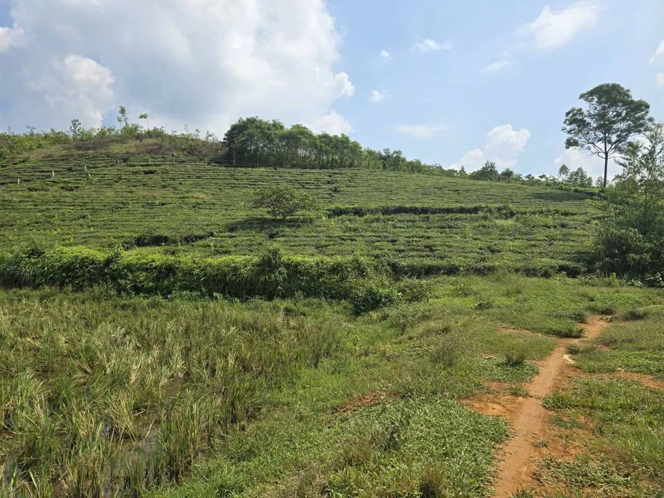 Đất nền Văn Miếu, Phú Thọ 2600m² giá 1 tỷ - Cơ hội đầu tư hấp dẫn!