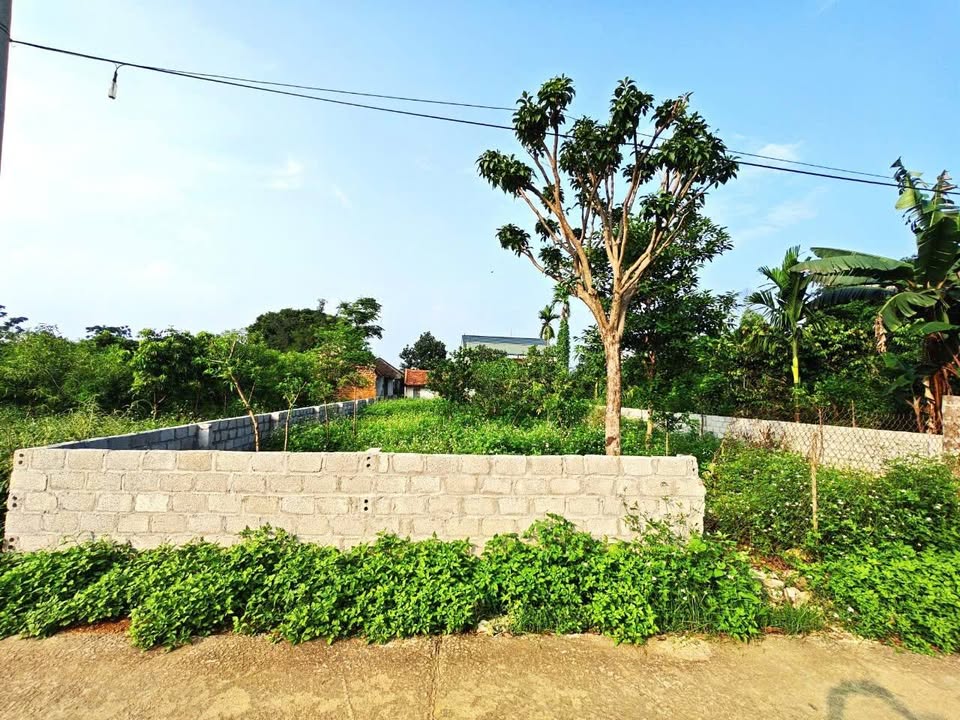 Đất nền nghỉ dưỡng tại Thắng Đầu, Phú Cát 502m² giá 58.236 tỷ - Đầu tư sinh lời cao!