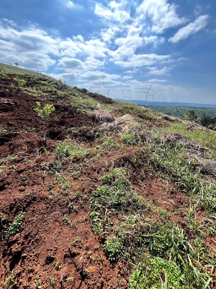 Đất đỏ 1ha Thôn 4, Xã Dliê Yang, Huyện Ea H'leo - Giá đầu tư chỉ 1.8 tỷ!