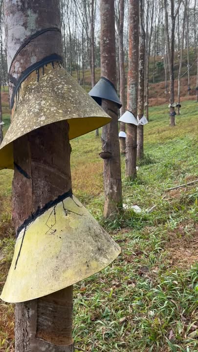 Farm tại Đắk Xú, Ngọc Hồi, Kon Tum 3,3ha giá 5 tỷ - Đầu tư sinh lời ngay!