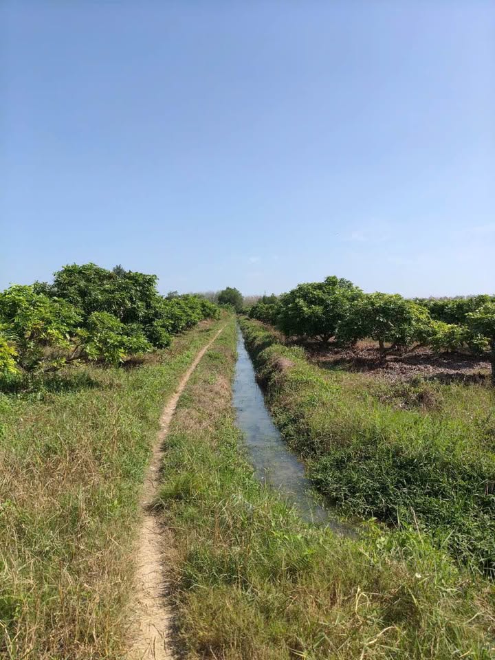 Đất nông nghiệp tại Phường Long Hoa, Tây Ninh 3000m² giá 600 triệu - Cơ hội đầu tư tuyệt vời!