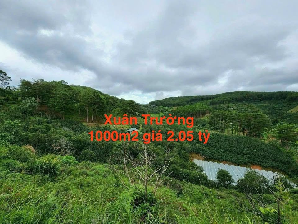 Đất nền đẹp Xuân Trường, Đà Lạt 1000m² giá 2.05 tỷ - Đầu tư sinh lời tuyệt vời!