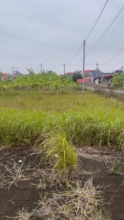 Đất nền Phù Cừ Hưng Yên 125m² giá 1 tỷ - Cơ hội đầu tư tiềm năng!