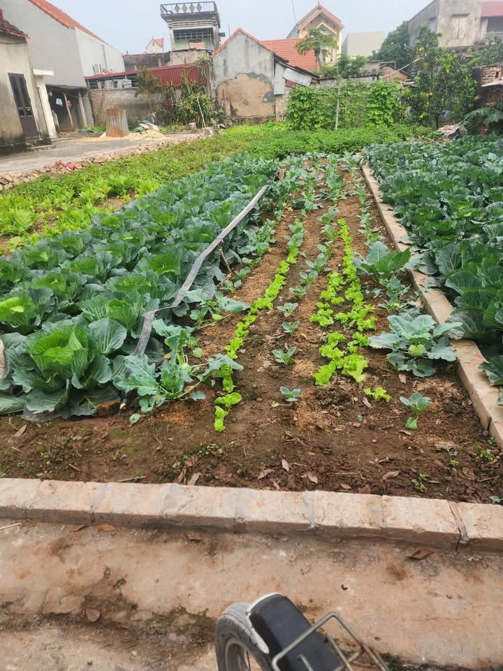 Đất nền 83m² tại Lam Sơn, Hưng Yên - Giá chỉ 1.1 tỷ - Cơ hội đầu tư hấp dẫn!