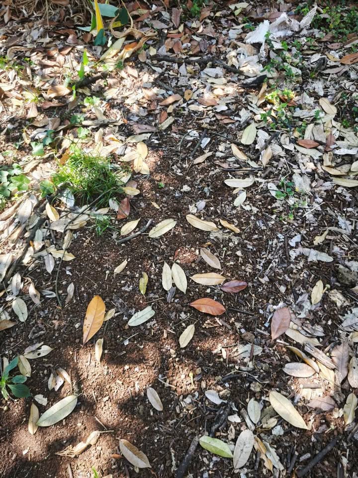 Đất nông nghiệp 21600m² tại Phú Bình, Tân Phú - Giá chỉ 1.8 tỷ - Đầu tư sinh lời cao!