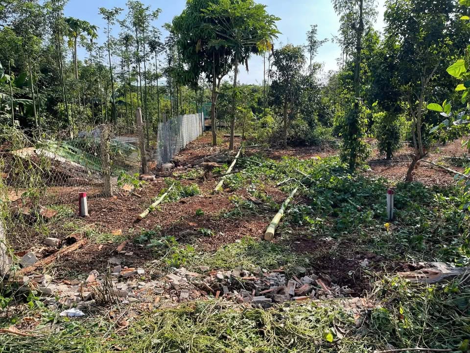 Lô đất đẹp 130m² tại xã Hòa Hưng, Xuyên Mộc - Giá 550 triệu - Đường nhựa rộng rãi