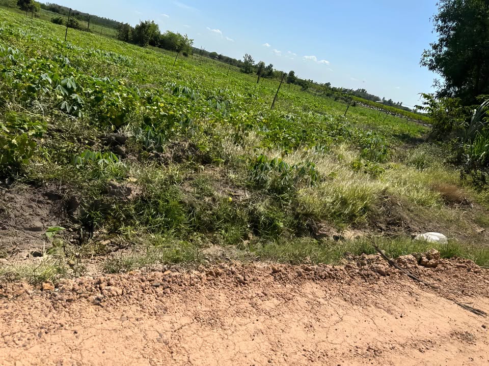 Đất Suối Đá Dương Minh Châu 1.600m² giá 3xx triệu - Đầu tư sinh lời nhanh!