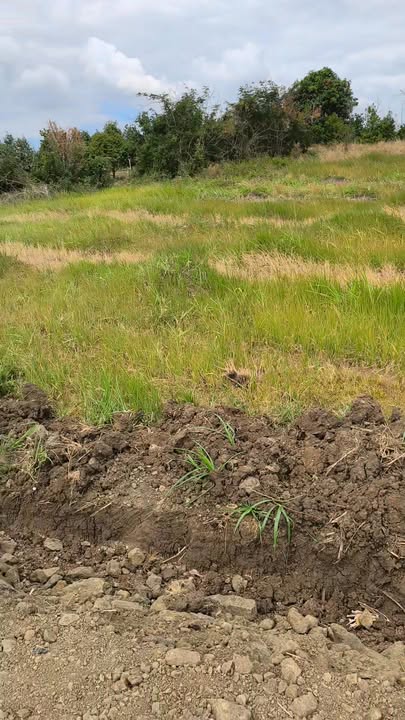 Đất nông nghiệp 1ha tại Thôn 8, Xã Ea Nam, giá chỉ 550 triệu - Cơ hội đầu tư hấp dẫn!