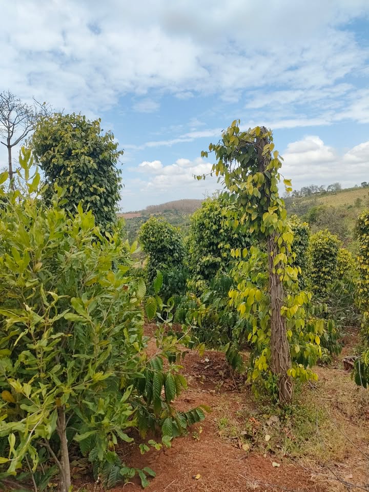 Đất rẫy 2ha tại xã Ea Hồ, huyện Krông Năng - Giá 4,5 tỷ - Đầu tư sinh lời ngay!