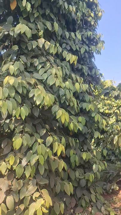 Farm bán gấp tại xã Đắk Lao, huyện Đắk Mil, 1800m², giá 1.25 tỷ - Kinh doanh hiệu quả!