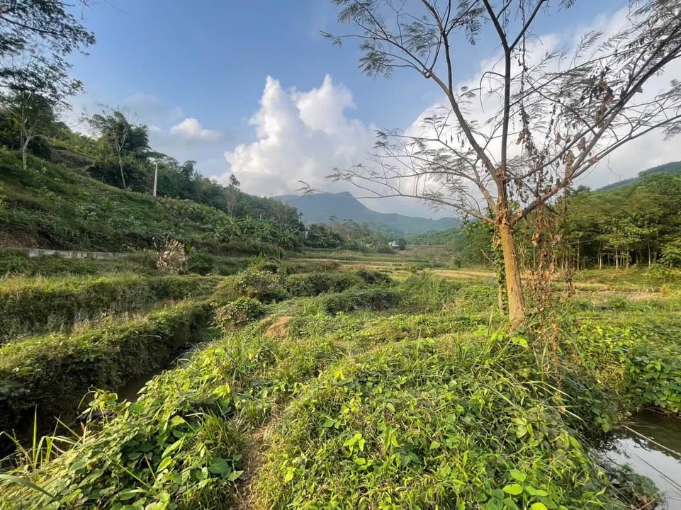 Đất nền Hòa Sơn, Lương Sơn 10.000m² giá 1 tỷ - Cơ hội đầu tư tuyệt vời!