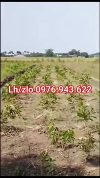 Đất mặt tiền lộ đá Phường 7, Sóc Trăng 4200m² giá 500 triệu - Cơ hội đầu tư tốt!