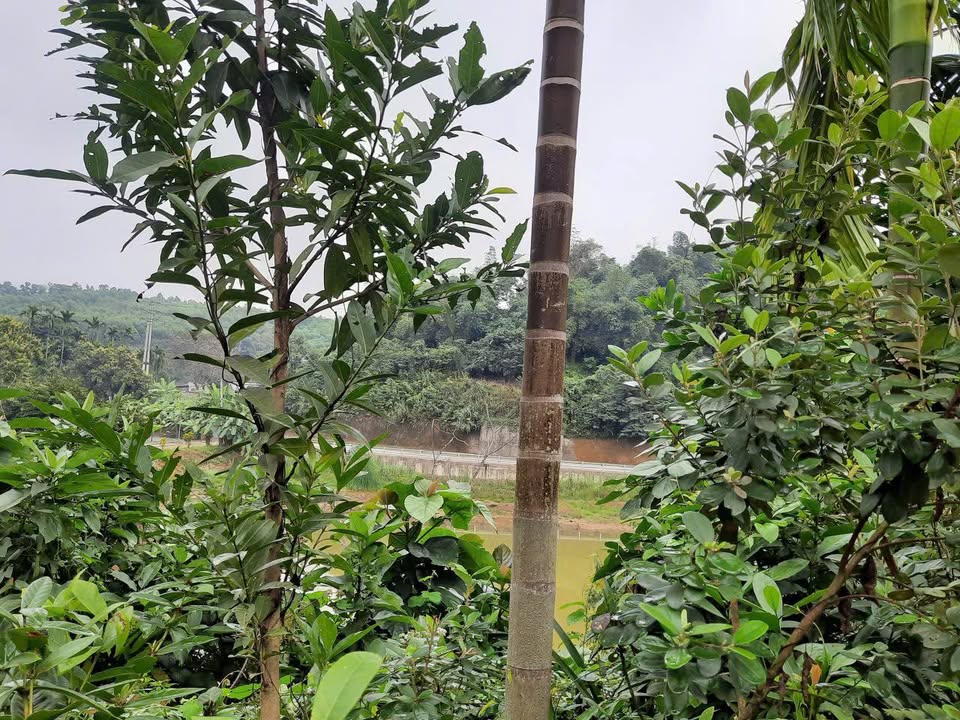 Đất thổ cư 600m² tại Yên Mông, Hòa Bình - Giá chỉ vài trăm triệu!