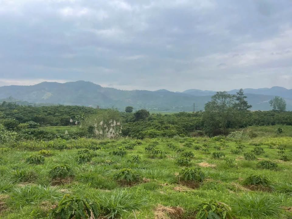 Đất thổ cư Lộc Tân 2300m² giá 1.35 tỷ - Đầu tư sinh lời ngay!