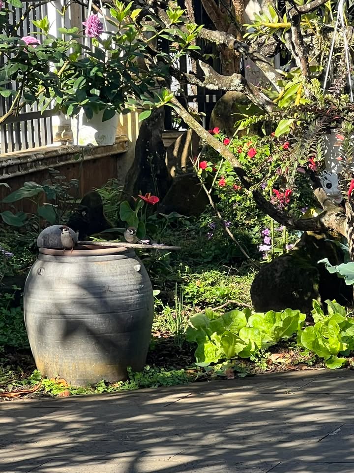 Nhà nguyên căn cho thuê tại Chi Lăng - Sân rộng đậu xe hơi chỉ 1.5 triệu/tháng!