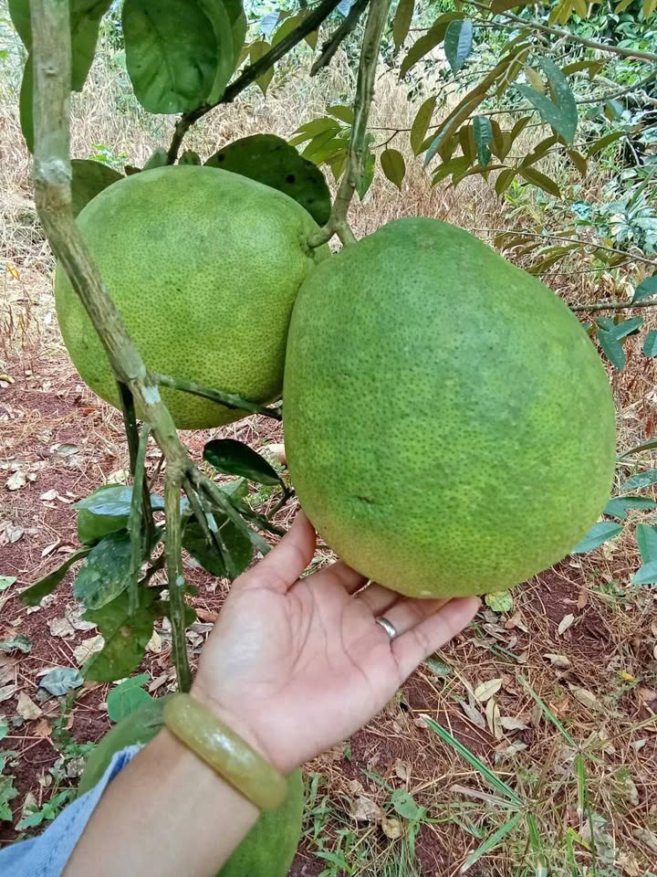 Farm đất trồng tại xã Tân Hưng, Hớn Quản 2268m² giá chỉ 1.3 tỷ - Đầu tư sinh lời ngay!