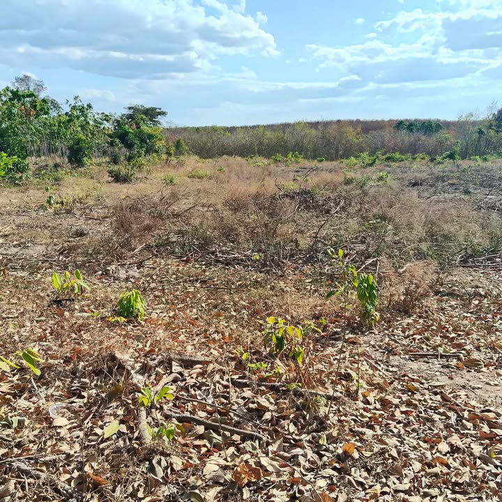 Đất nền 1ha tại Xã Tân Quan, Huyện Hớn Quản chỉ 800 triệu - Cơ hội đầu tư tuyệt vời!