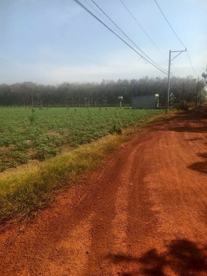 Đất nền 1300m² tại Mỹ Phước, Bến Cát chỉ từ 200 triệu - Cơ hội đầu tư hiếm có!