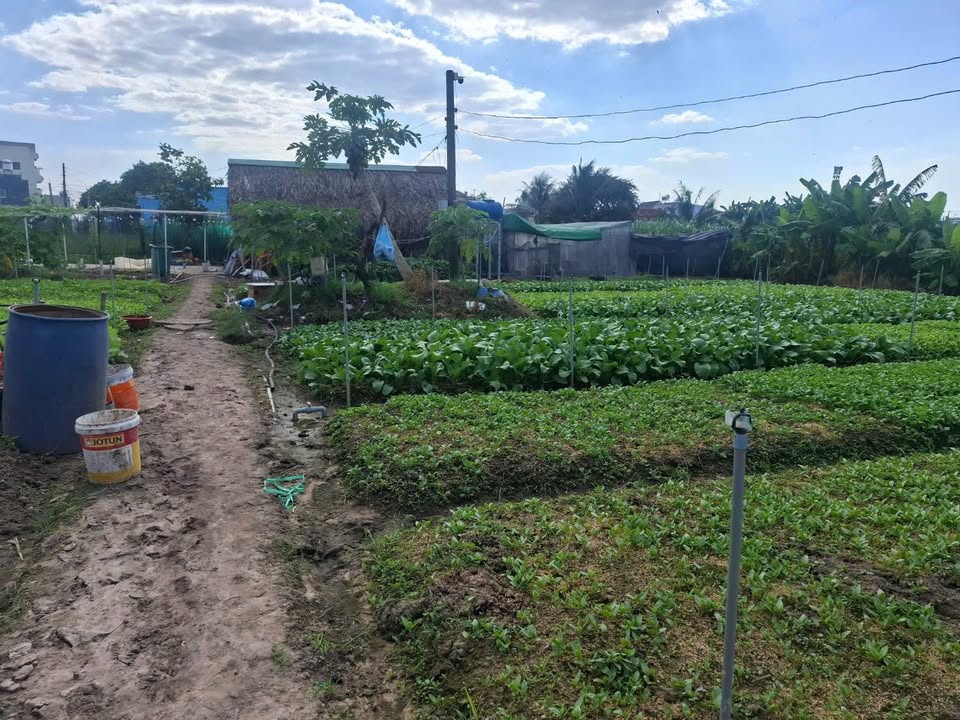 Farm 3000m² tại Hóc Môn giá 70 triệu - Sẵn sàng làm vườn lâu dài!