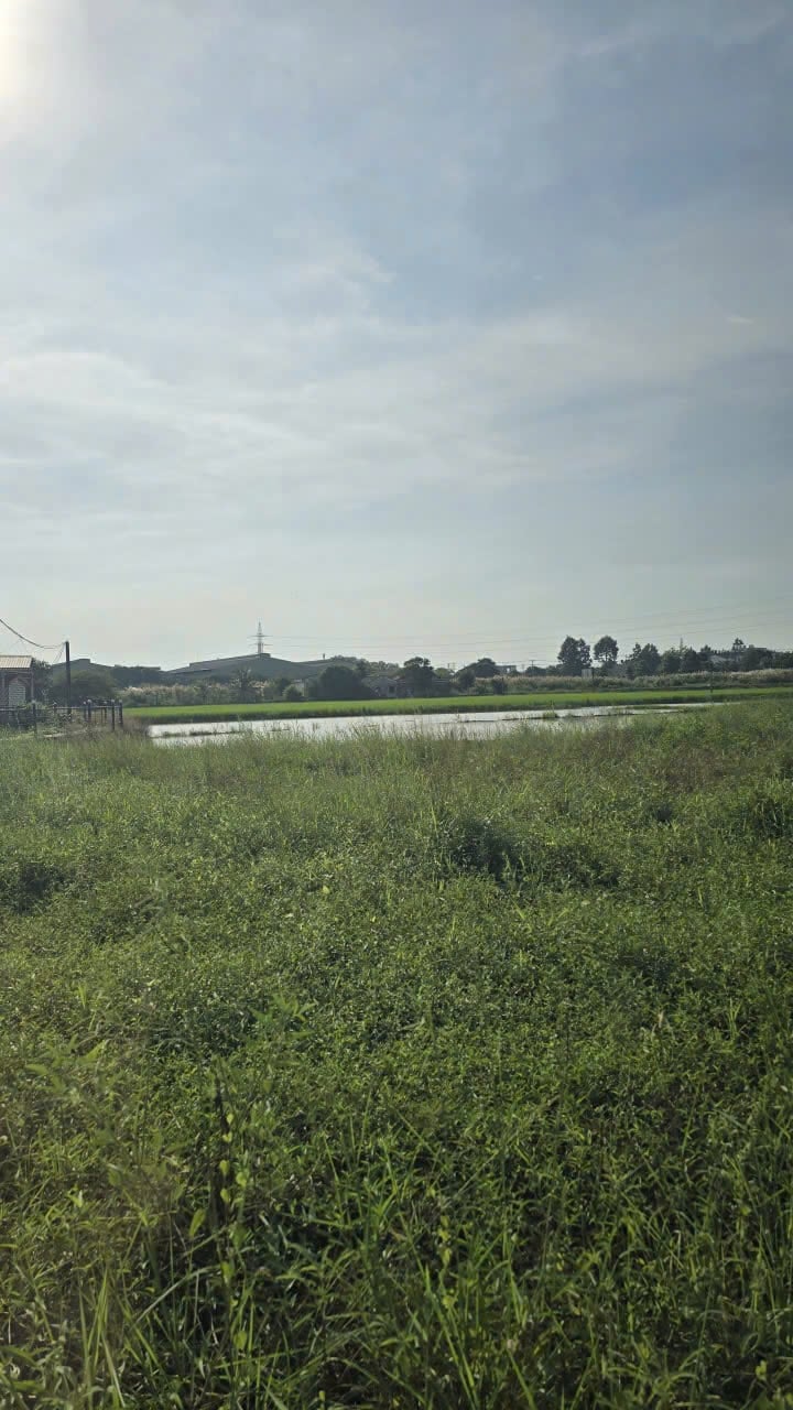 Đất thổ cư Bến Lức 200m² giá 2.5 tỷ - Vị trí đắc địa, pháp lý rõ ràng!