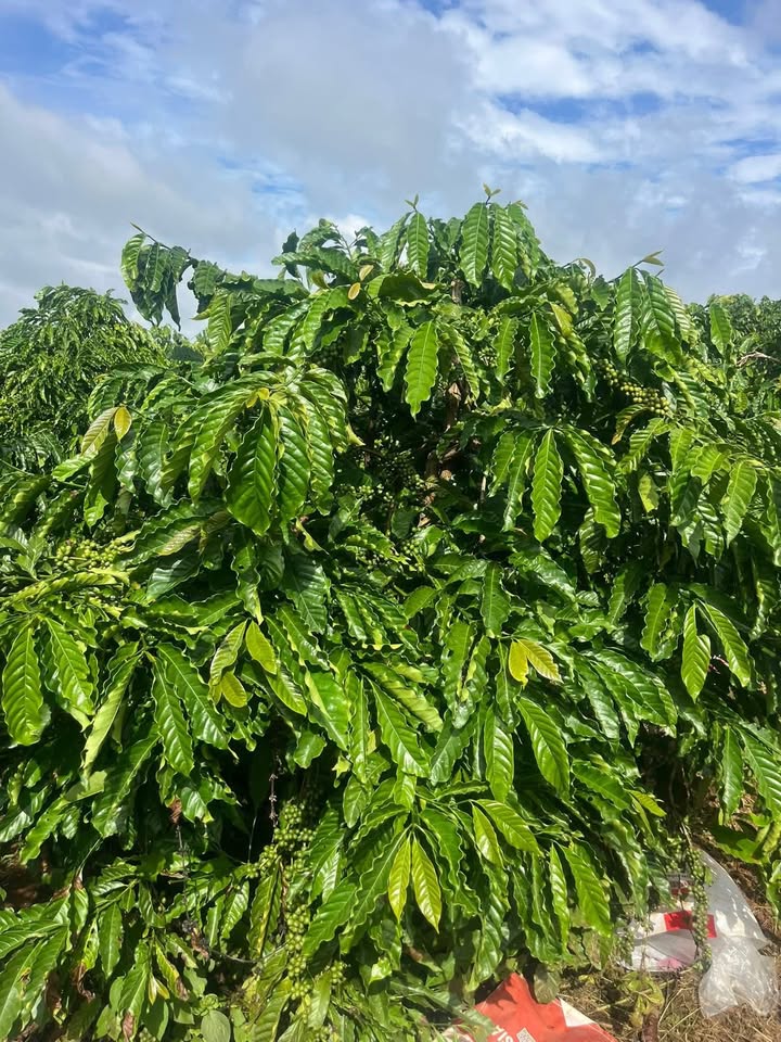 Đất nền Đức Trọng 3000m² giá 8.25 tỷ - Đường bê tông rộng rãi!