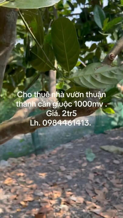 Nhà vườn cho thuê tại xã Thuận Thành, Long An 1000m² - Không gian xanh lý tưởng!