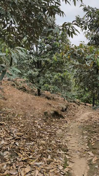 Vườn Sầu Riêng 25.000m² tại Đa Kai, Bình Thuận - Giá Chỉ 2.8 Tỷ!