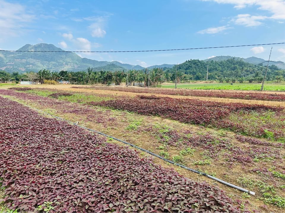 Đất vườn tại Đắc Lộc - Vĩnh Phương 1935m² giá 3.87 tỷ - Đường ô tô thuận tiện!