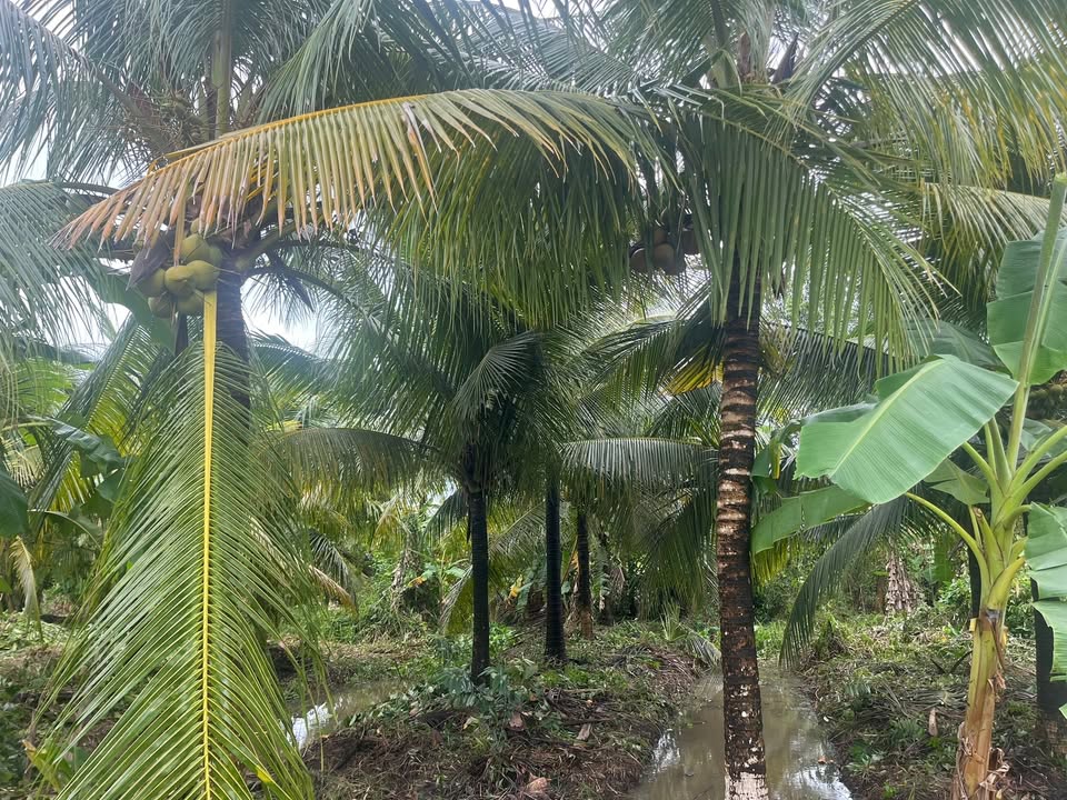 Đất vườn 2900m² khu vực 5, Phường Vị Thanh, 1.15 tỷ - Phù hợp xây nhà vườn!