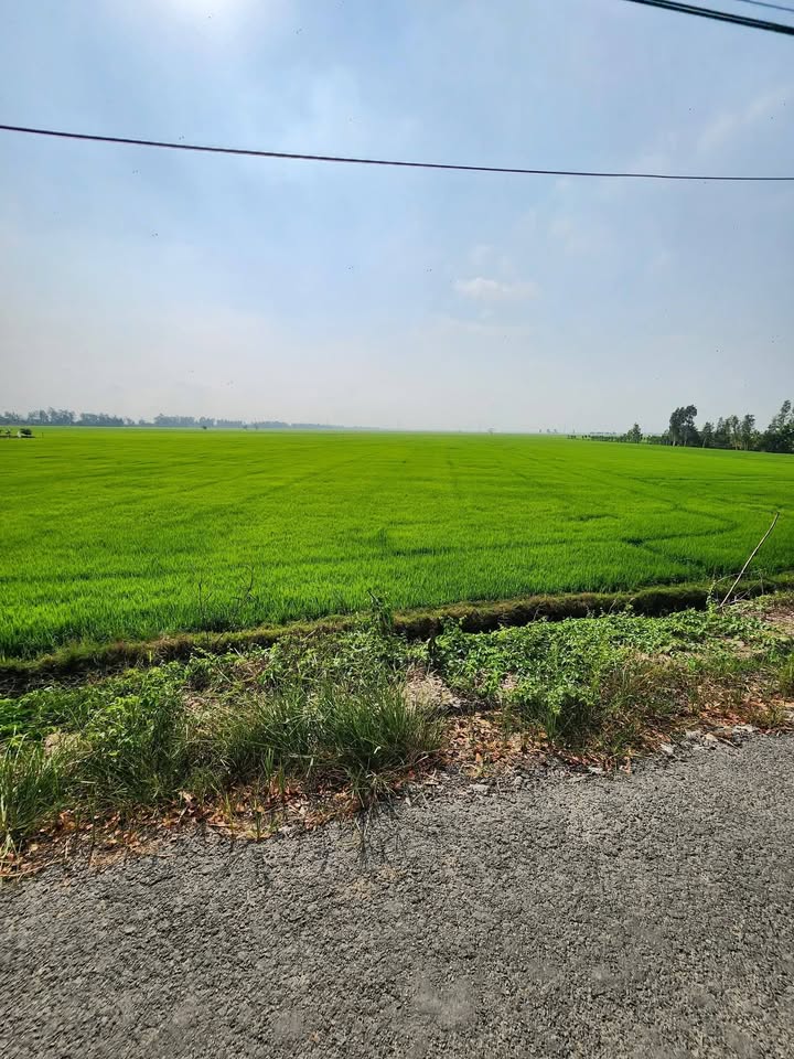 Đất nông nghiệp 5040m² xã Phú Lâm - Sổ đỏ chính chủ, giá 2 tỷ - Đầu tư sinh lời!