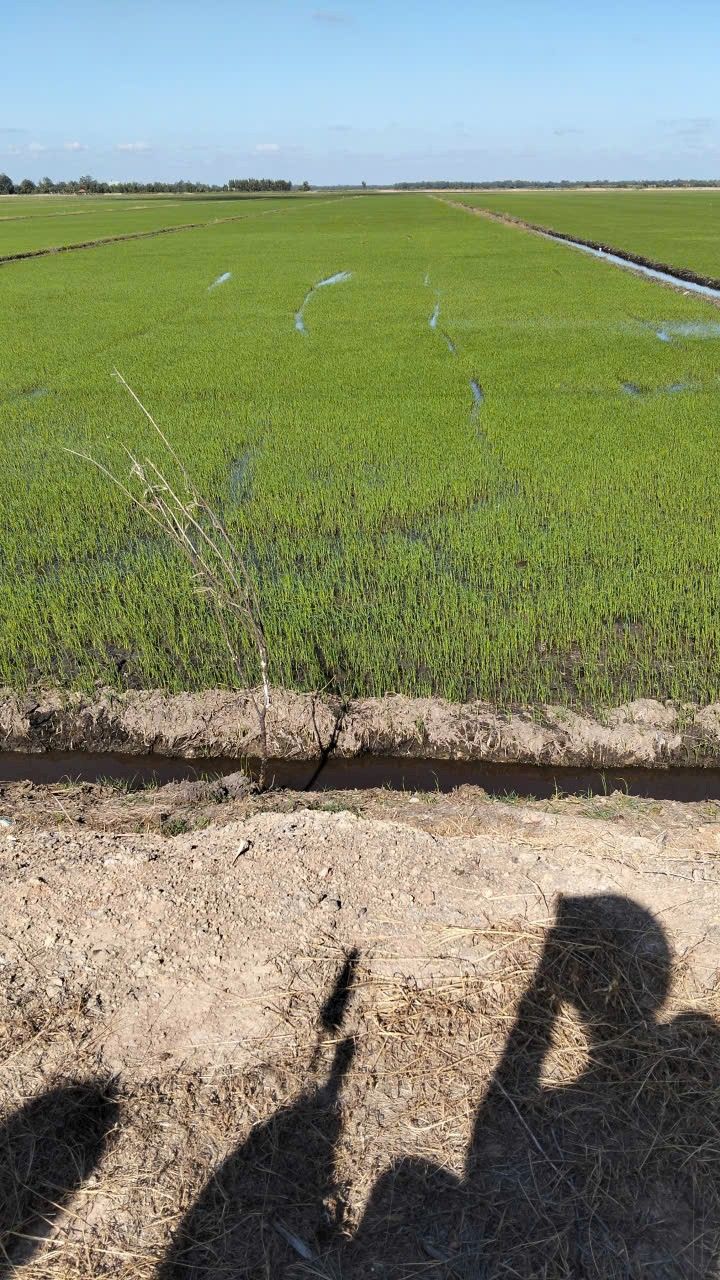 Đất nông nghiệp 33 công tại Kinh K2, Vĩnh Phú, Giang Thành - Giá chỉ 3.465 tỷ