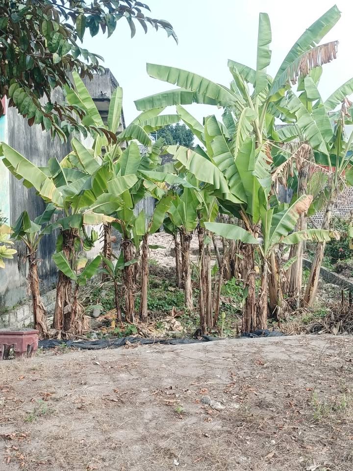 Đất phân lô vỉa hè Huyện Thanh Liêm 115m² chỉ 3 tỷ - Cơ hội vàng cho nhà đầu tư!