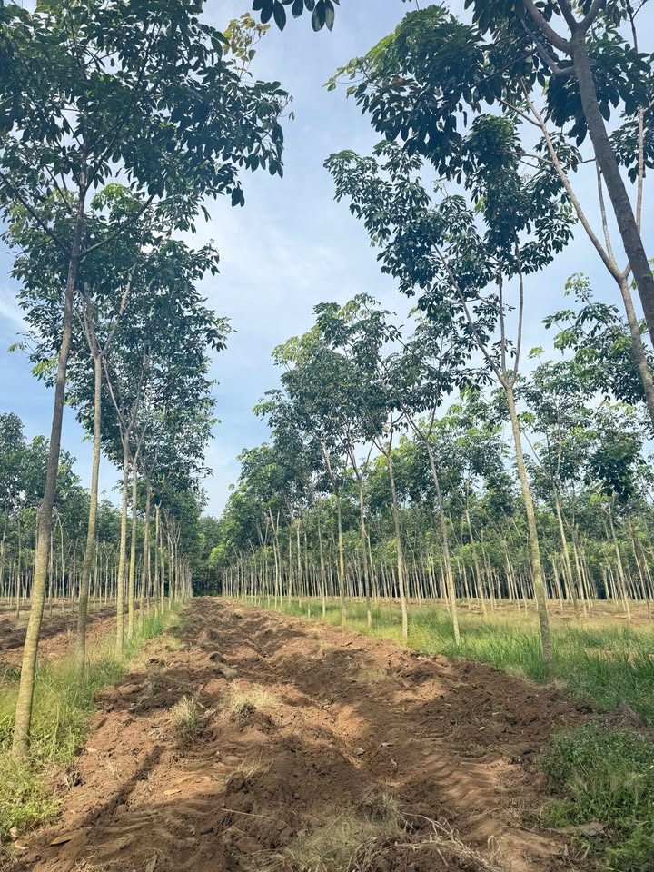 Đất cao su mặt tiền Quốc lộ 14 - Tân Thành, Đồng Xoài, 15.000m² giá 4.5 tỷ - Cơ hội đầu tư hấp dẫn!