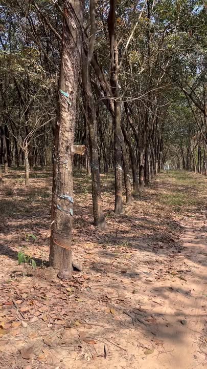 Đất nền khu công nghiệp Nam Tân Uyên 20.000m² giá thỏa thuận - Cơ hội đầu tư tốt!