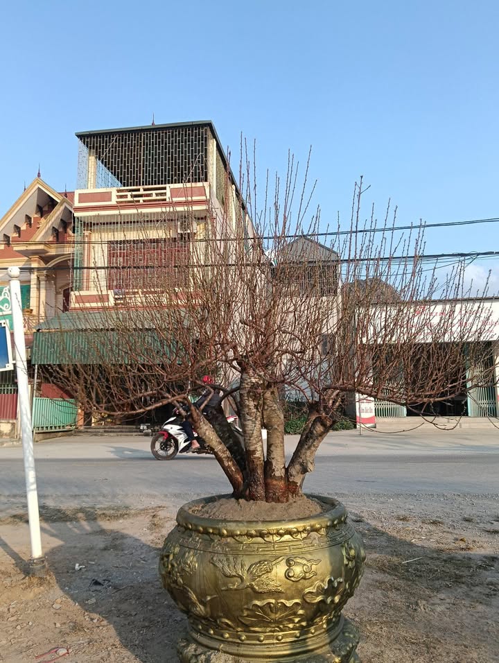 Đất nền Đông Thọ, Thanh Hóa 58.5m² giá 1 tỷ - Vị trí đắc địa, ngõ ô tô!